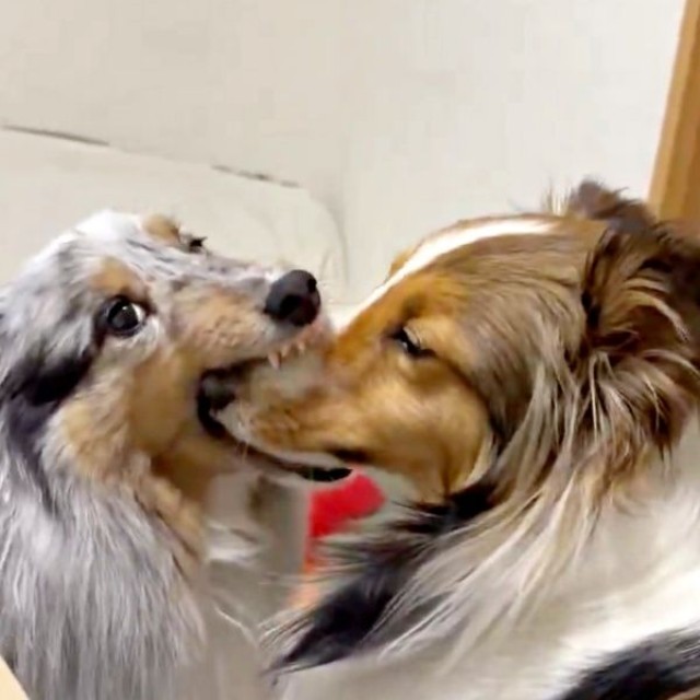 そのままハムハムを続行するラピスちゃん（画像提供：アクラピネルさん）