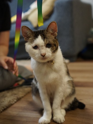 千緒さんに遊んでもらう“一人娘”メロディ