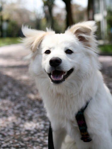 桜の季節に同じ遊歩道を大吉と
