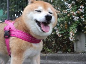 ペットと一緒に避難はできる？ケージは必要？　15歳の愛犬モカの防災準備　