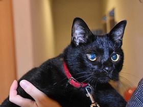 元保護猫の館長見習い「クロ」　重病乗り越え、現在修行中