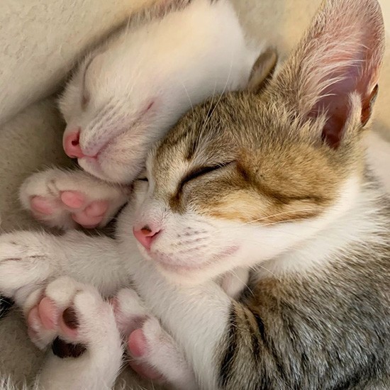 トライアル10日め。この時は姉妹がキャットタワーの頂上で爆睡中。いつも一緒、いっぱい食べて遊んで寝るシスターズ（フクハラさん提供）