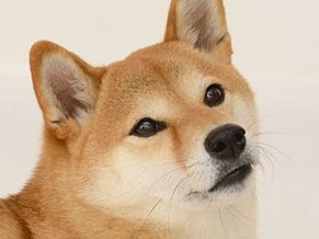 互いに心地よい柴犬との距離のはかり方④