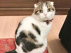 はやくはやく！ ママ、ごはんはこっちだよ！！　スコ「とろろ」