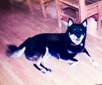 あんずさんが引き取り、19歳で見送った保護犬カイ