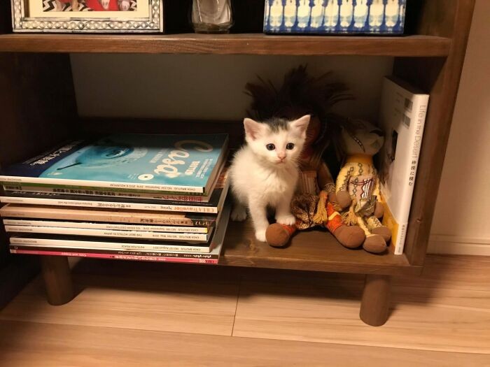 猫ちゃんたちの記憶に小さなママは残るのか？！人間は優しいってことは知ってくれたかな