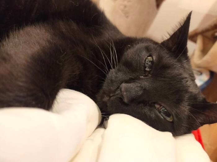 小原家の末っ子にして、唯一の男の子である「大和」。甘えた全開で、トイレにもお風呂にもついてくる（小原さん提供）