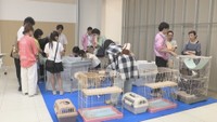 保護犬、猫の譲渡会