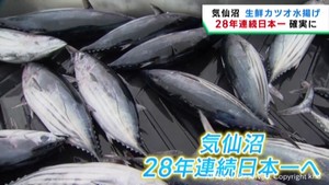 生鮮カツオ水揚げ量　宮城・気仙沼港が２８年連続日本一が確実に