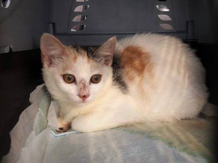 初めて迎えたノネコ「みき」ちゃん。すぐにスリスリしてきた。6月2日に新宿御苑前どうぶつ病院で開かれる譲渡会には、人馴れしたノネコたちが参加する
