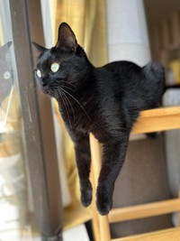 窓辺でニャルソックするすーちゃん（画像提供：すーちゃんさん）