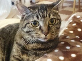 猫飼い4年目にして、アレルギーが出た！