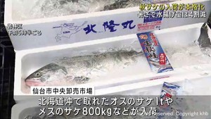 秋サケの入荷が本格化　例年並みの価格で取引　仙台市中央卸売市場