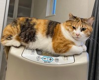 すくすくと成長したハナちゃん（画像提供：４匹の猫のママさん）