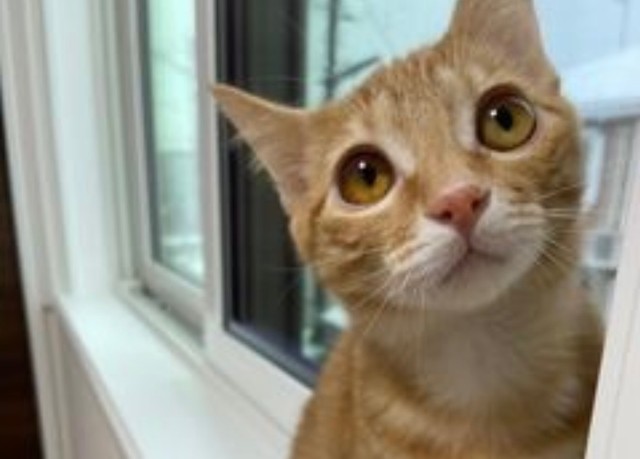 こんなきゅるるんお目めで見つめられたらたまりません！（提供）