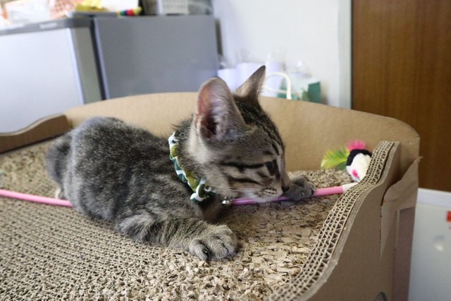 新入社員３人のうちのもう1人