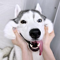 ほっぺ、むにゅ！ にこにこ笑顔のロゼくん（画像提供：シベリアンハスキー ロゼさん）