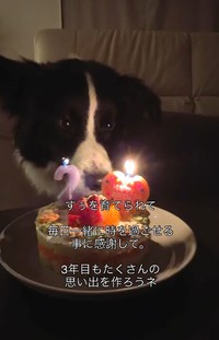 2月7日に2歳の誕生日を迎えたすぅちゃん(すぅちゃんの飼い主さん提供、Instagramよりキャプチャ撮影)