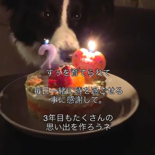 2月7日に2歳の誕生日を迎えたすぅちゃん(すぅちゃんの飼い主さん提供、Instagramよりキャプチャ撮影)