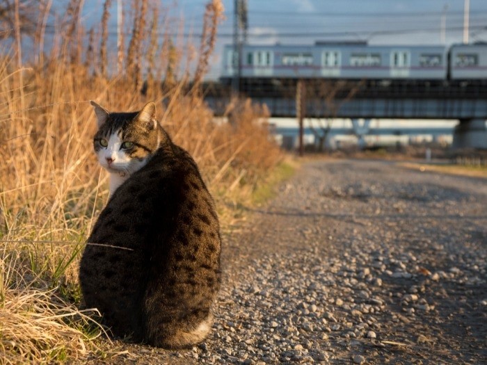 『俳句ねこ』（冬・新年）ホーム社提供