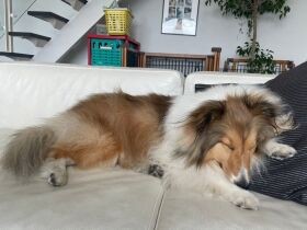 お出かけできる日が待ち遠しいな　シェットランド・シープドッグ「チェリー」