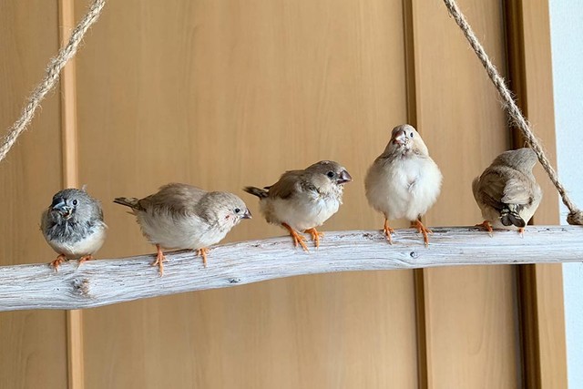 ぽてと兄弟たち。3羽は知人の家へ引き取られたそう