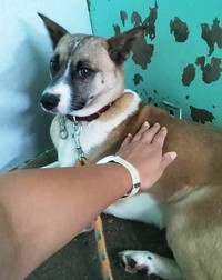 その体をスタッフが触ると、ポン吉は全身を硬直させました