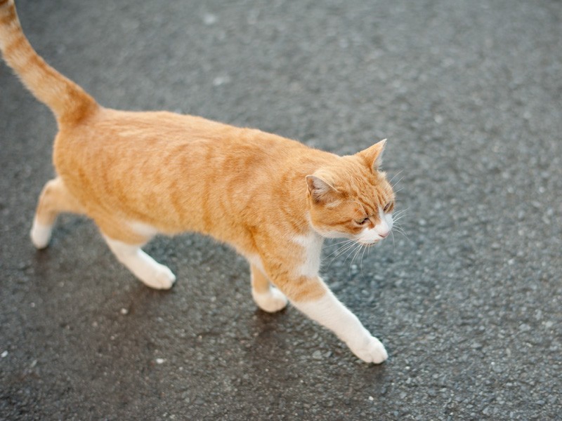 「冬場は素足だと冷たいんだ」（小林写函）