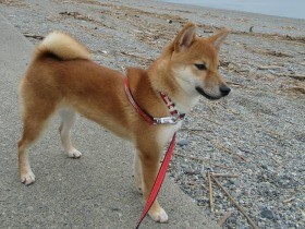 初めての海　いっぱいかわいがってもらい大喜び　柴犬「ムギコ」