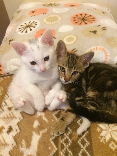 この先一体どうなるのだろう？ 不安もあったかな。（＠nekoplus5656さん提供）