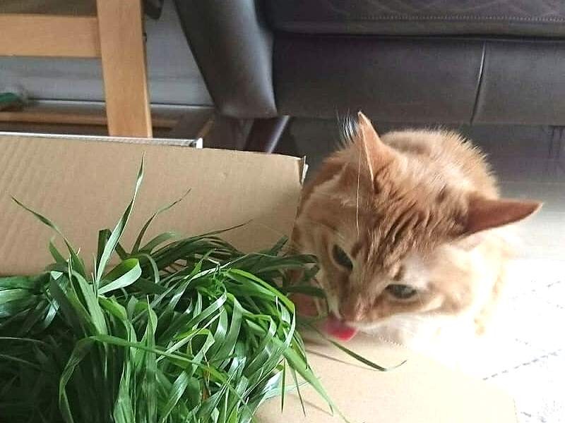 ウサギ用の草も大好物