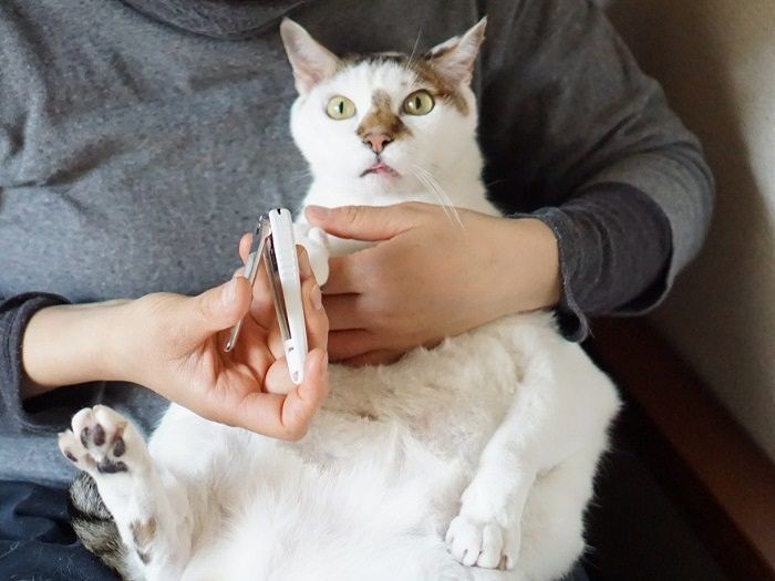 意外に爪切り好き「ぼーっとしてると終わってるんだ」