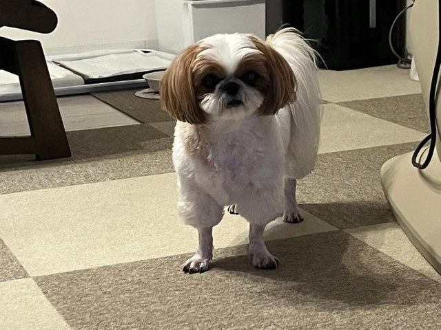 キョトン顔のおまめちゃん＝シーズーのまるとおまめとこいもさん（@maruomamekoimo）提供
