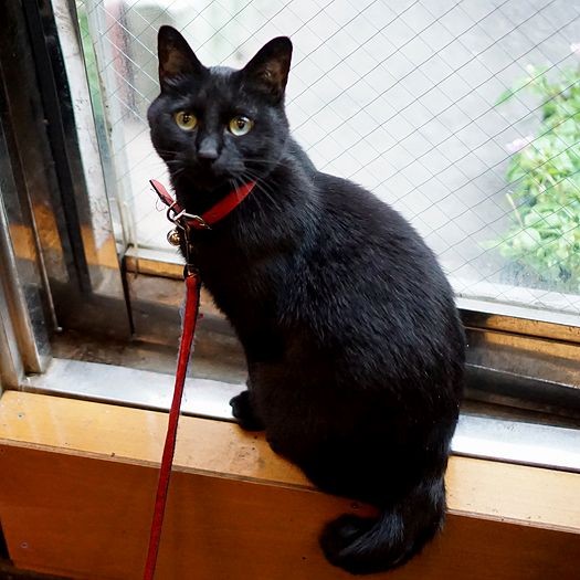 お気に入りの窓辺