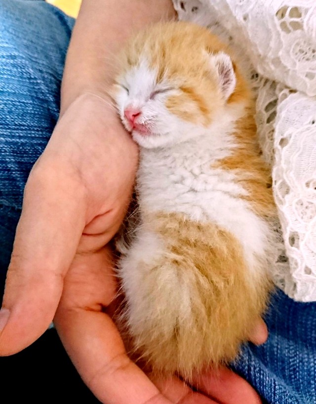 保護間もないころのきなこちゃん_手のひらに収まる小ささです（画像提供：きなこさん）