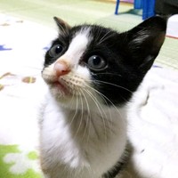 子猫時代、あどけない表情が愛らしいよちこちゃん（画像提供：よちこさん）