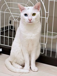 ケージ前で飼い主さんを見つめるてまりくん（画像提供：てまり らふ ビスコさん）