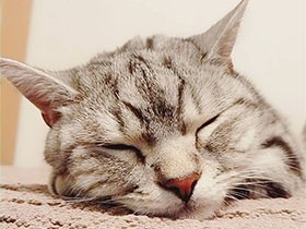 わが家の次男、アメショーの「琥ニ郎」はソファーでお昼寝中