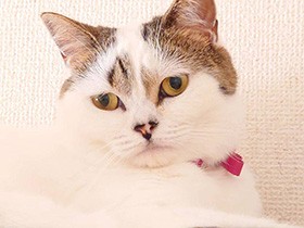 バイバイはイヤなの…　マンチカン「麦」、お見送りの時はすねモード　