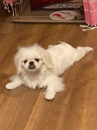 家にきたころの「ペコ」