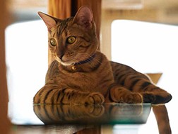 建築界も「猫」に大注目　完売した“幻”の月刊誌をもとに書籍化