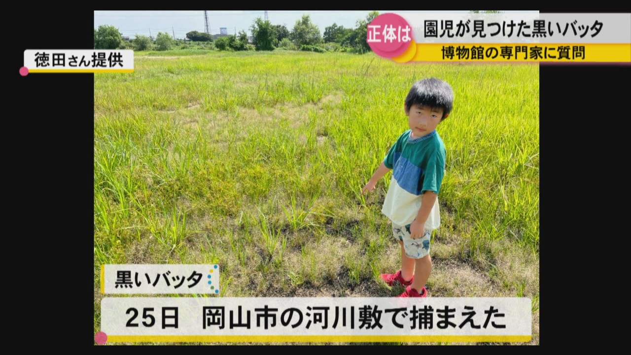 幼稚園児　盗撮 園児が見つけた「黒いバッタ」の正体は？ 博物館の専門家に質問 岡山市 | KSBニュース | KSB瀬戸内海放送