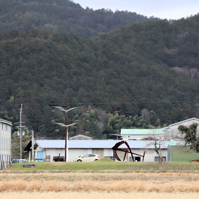 大きな鳥が飛んでいるように車道からは見えるが