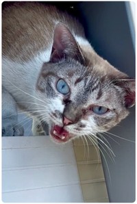 保護しようとすると「シャー」威嚇するネコチャン（画像提供：なごみ庵さん）