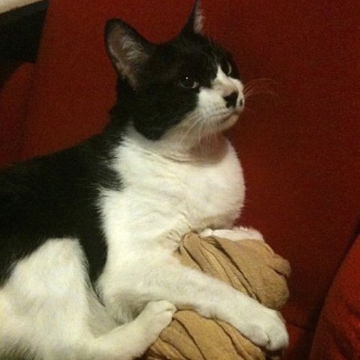 だんだんふっくらと。可愛いはちわれ模様の楳　（提供写真）