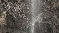 滝をバックに見事な枝ぶりの桜が咲き誇る