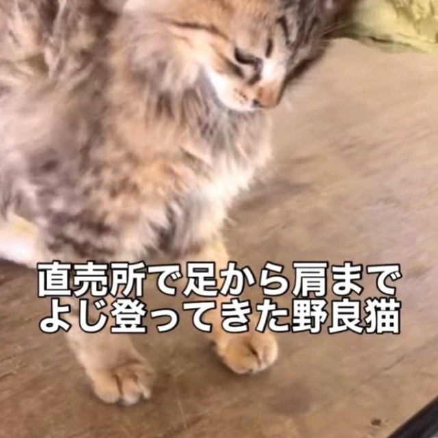 足から肩までよじ登ってきたという猫が話題に（「mobimo/ミケ・ポコア・TNRクロコのびのび暮らし」さん提供、Instagramよりキャプチャ撮影）