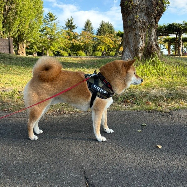 くるんと巻かれた尻尾が素敵なろんくん（画像提供：柴犬 ろんさん）
