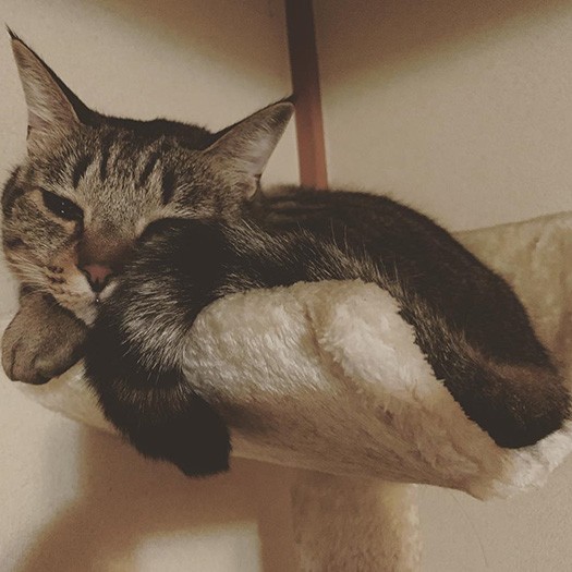 もうまぶたが落ちちゃう