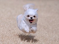 「飛行犬」！？ 宙に浮いたすずめちゃん（画像提供：チワマルすずめさん）